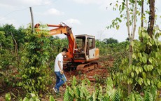 NGƯỜI TRỒNG TIÊU, CÀ PHÊ LỖ NẶNG VÌ BỊ... "BẺ KÈO": Phớt lờ chỉ đạo của tỉnh