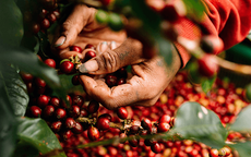 Giá cà phê Việt chạm đáy 10 năm