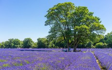 Những cánh đồng lavender nổi tiếng thế giới