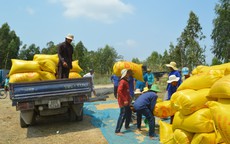 Giá lúa tăng, nông dân vẫn không vui