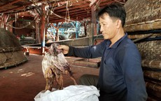 Gần 1.000 tấn khô mực ở Quảng Nam bí đường sang Trung Quốc