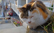 Thị trấn mèo hoang ngay sát thủ đô Tokyo ồn ã