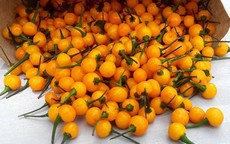 Ớt Aji Charapita mọc hoang dại nhưng có giá hơn nửa tỉ đồng/kg