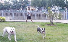 Run sợ với cảnh chó không rọ mõm "tung tăng" khắp chốn