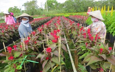 Vạn thọ, cát tường ế vì trồng quá nhiều
