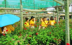 “Ngất ngây” với vườn hoa hồng Pháp tuyệt đẹp được tham quan miễn phí dịp Tết