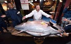 Lý do cá ngừ đắt đến 3 triệu USD