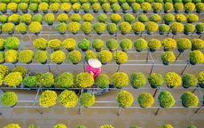 Vườn cúc Sa Đéc rợp sắc vàng những ngày cuối năm