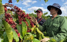 Nông dân đua nhau trồng cà phê năng suất cao nhưng lợi nhuận thấp