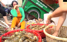 Quặn lòng trước cảnh tôm hùm chết hàng loạt ở Phú Yên