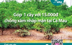 Chủ tịch Cà Mau chỉ đạo làm rõ việc vận động trồng rừng chống xâm nhập mặn