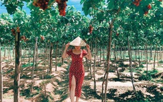 Khám phá vườn nho xanh mát, trĩu quả ở Ninh Thuận