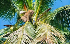 Khỉ hái dừa kiếm tiền cho chủ