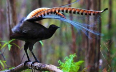 Loài chim có khả năng nhại theo hầu hết âm thanh