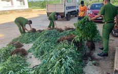 Trồng hơn 1 ha cây cần sa để… cho gà ăn!