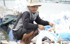 Cá chết bất thường ở sông Chà Và, người nuôi ôm nợ
