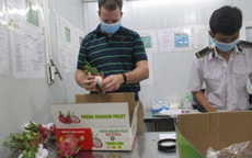 Tăng tốc xuất khẩu trái cây tươi sang Mỹ
