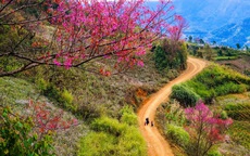 "Làm báo cùng Báo Người Lao Động": Lạc bước giữa miền hoa Xuân Tây Bắc
