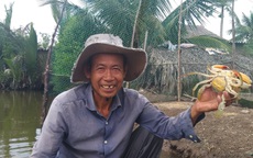 Ngày Tết, cua biển ngon nhất miền Tây giá 1 triệu đồng/kg