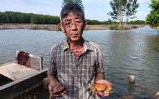Tìm ra nguyên nhân cua Cà Mau chết trên diện rộng