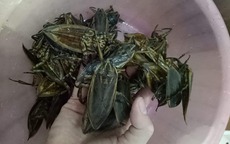 Loại côn trùng giống gián bán 3,5 triệu/kg, nhà giàu mua về hưởng thơm