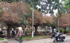 Giàn hoa giấy tuyệt đẹp bị cưa hạ: Yêu cầu công an điều tra
