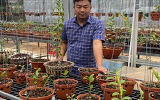 Ông chủ vườn lan Phạm Đình Đô chia sẻ về giá trị lan đột biến