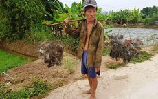 Theo chân "sư phụ" bẫy chuột đồng