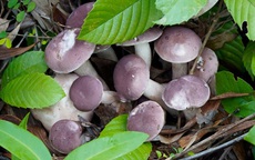 Đặc sản nấm mùa thu xứ Huế