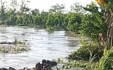 CLIP: Sạt lở kinh hoàng tại Vĩnh Long, 12 căn nhà trôi sông