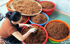 Đậm đà muối kiến vàng của người Jrai
