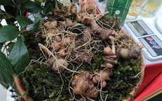Sâm Ngọc Linh giá 200 triệu đồng/kg được trưng bày tại... chợ công nghệ