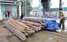 Gỗ lậu trên đất của trưởng phòng nội vụ: Bí thư huyện yêu cầu giải trình