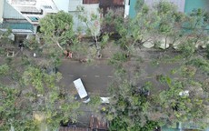 Hàng loạt cây xanh đô thị ở Pleiku héo rũ, chết dần