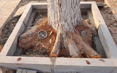 Gia Lai yêu cầu dừng ngay việc chỉnh trang vỉa hè để bảo vệ cây xanh