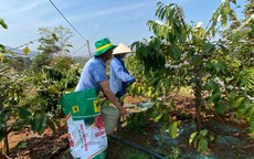 Nông dân Tây Nguyên đua tài tại Lễ hội cà phê