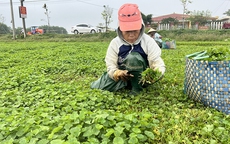 Gầy dựng thương hiệu rau má xứ Huế