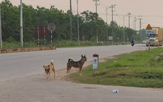 Nữ cán bộ thú y bị chó dại tấn công