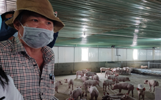 Bầu Đức không nuôi 1 triệu con heo ăn chuối như dự tính