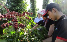 Xuất khẩu cà phê lập kỷ lục mới