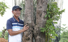 Khu vườn bonsai độc đáo của chàng trai trẻ Quảng Nam