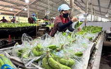Xuất khẩu nông - thủy sản đang hồi phục