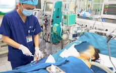 Bé trai tử vong vì ong vò vẽ đốt hơn 100 nốt trên đường đi học