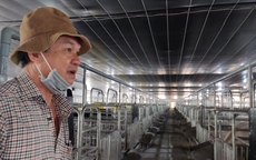 Giá heo giảm sâu, công ty bầu Đức vẫn báo lãi  1.817 tỉ đồng