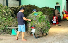 Lần đầu tiên trong đời nhà vườn thấy giá cau tăng kỷ lục, điều gì đang xảy ra?