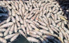 Bất thường cá nuôi trong hồ thủy lợi chết hàng loạt ở Gia Lai