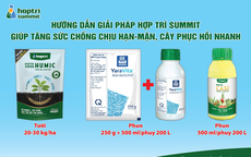 Kinh nghiệm giúp sầu riêng tăng sức chống chịu, phục hồi nhanh sau hạn mặn