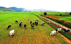 Sau bầu Đức, đến lượt tỉ phú Trần Bá Dương đổ vốn sang Lào trồng chuối, sầu riêng, nuôi bò