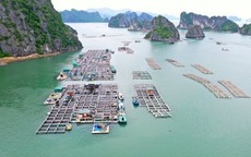 Thu hút vào nuôi biển còn nhiều thách thức