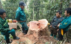 Mật phục, bắt 5 đối tượng đang phá rừng tự nhiên